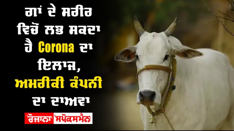 Cow antibodies can kill coronavirus newest weapon new study Cow antibodies can kill coronavirus newest weapon new study