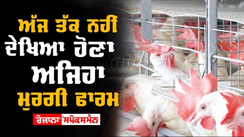 Poultry Farming Animal Husbandry