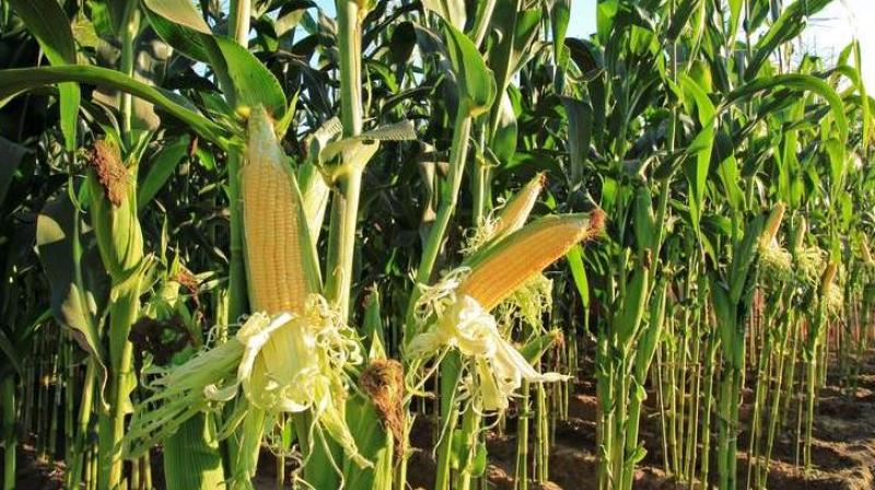 Bihar maize farmers protest msp agriculture