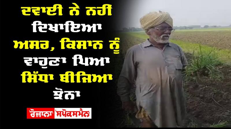 Paddy Crops Cultivation Pesticides Farmer Captain Amarinder Singh 