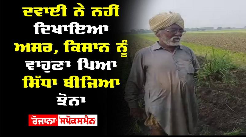 Paddy Crops Cultivation Pesticides Farmer Captain Amarinder Singh Paddy Crops Cultivation Pesticides Farmer Captain Amarinder Singh
