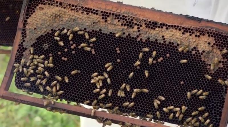 Farmer Open Offer Punjab Farmers Bee Keeping Farmer Open Offer Punjab Farmers Bee Keeping