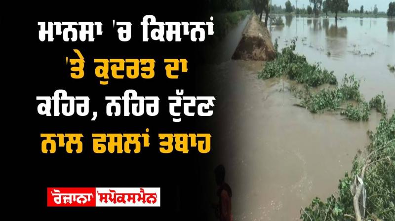 Canal Collapse Crops Destroyed Mansa Government of Punjab Canal Collapse Crops Destroyed Mansa Government of Punjab