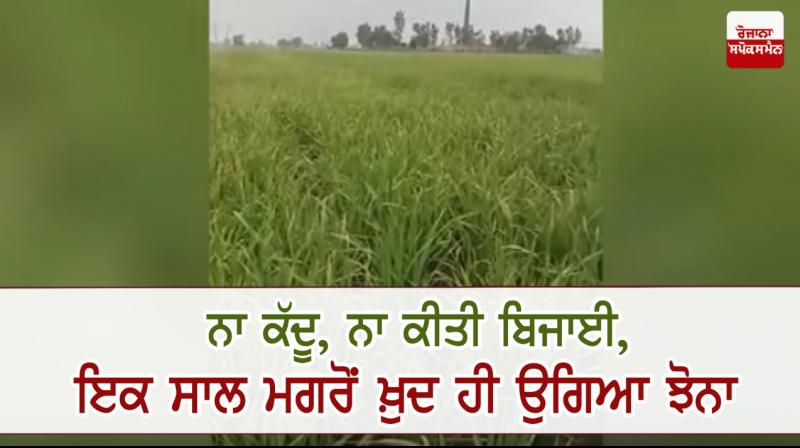 Moga Kisan Kisan Farming Punjab India Paddy