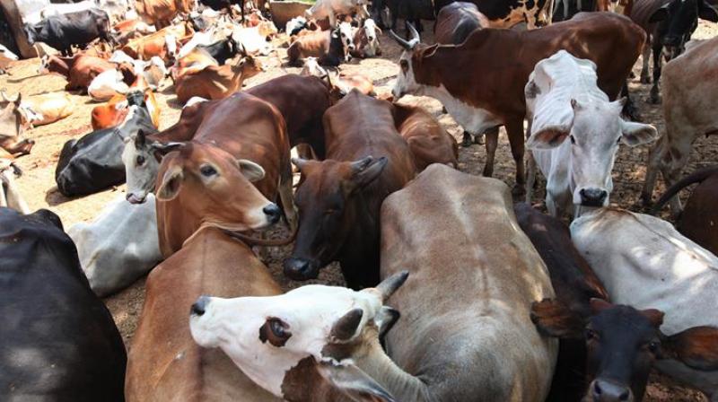 3 Women Arrested In Rajasthan's Alwar With 40 Kg Of Beef 3 Women Arrested In Rajasthan's Alwar With 40 Kg Of Beef