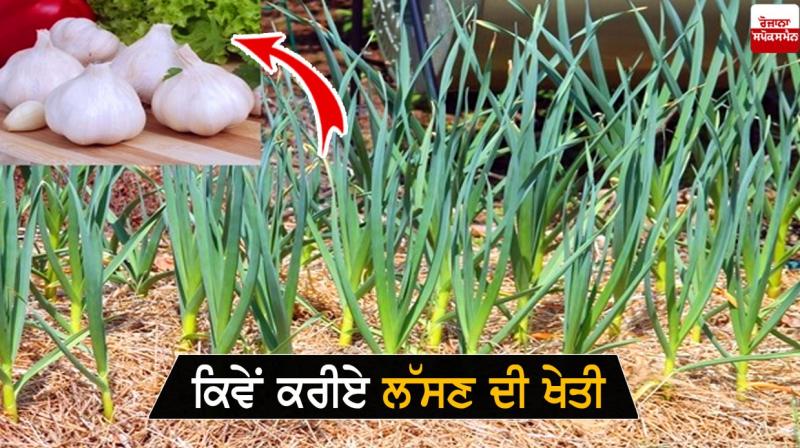 Garlic Farming Garlic Farming