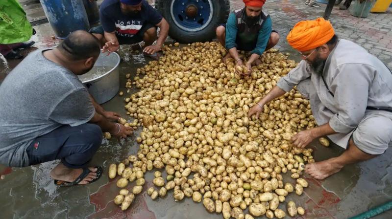 Potato Potato