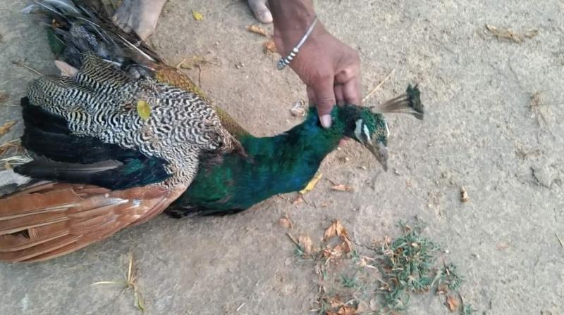 Many birds have died after eating medicine in the fields