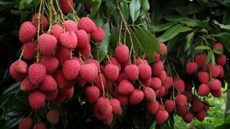 Lychee Lychee