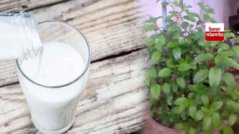 Let's know about the benefits of drinking 'Tulsi' mixed with milk Let's know about the benefits of drinking 'Tulsi' mixed with milk