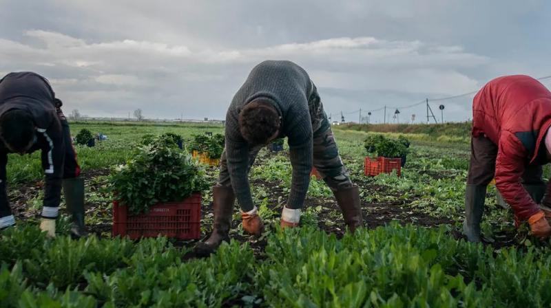 Two Indian citizens arrested in the case of making farm workers slaves in Italy Two Indian citizens arrested in the case of making farm workers slaves in Italy