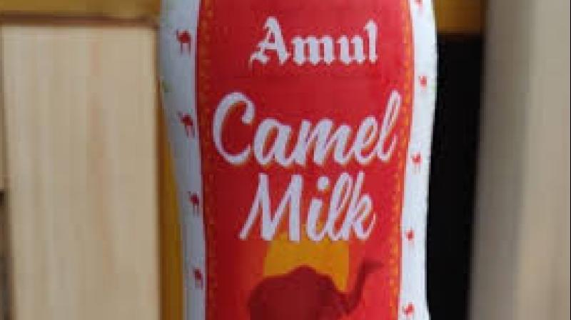 Amul camel milk