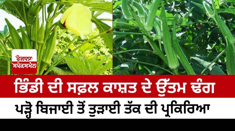 Ladies Finger Farming Ladies Finger Farming