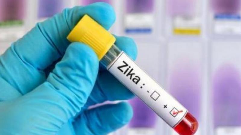 Increase in the number of people affected by Zicha virus in Rajasthan Increase in the number of people affected by Zicha virus in Rajasthan