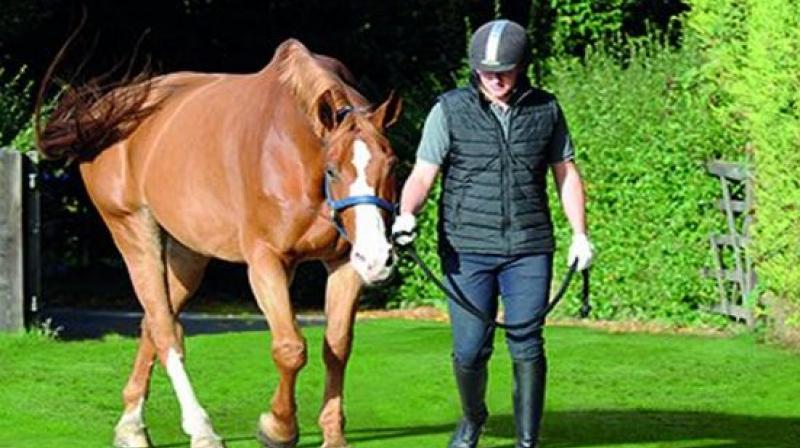Indian-origin blind person in UK given a horse procured as a daily helper Indian-origin blind person in UK given a horse procured as a daily helper