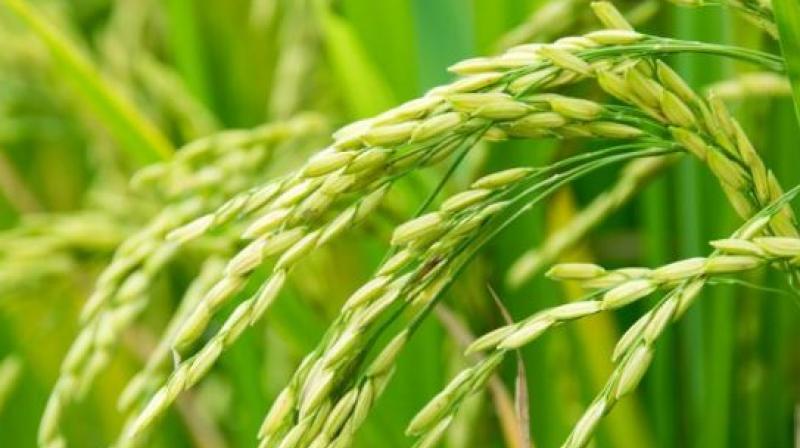 Paddy purchase of 3486102 metric tonnes in the state Paddy purchase of 3486102 metric tonnes in the state