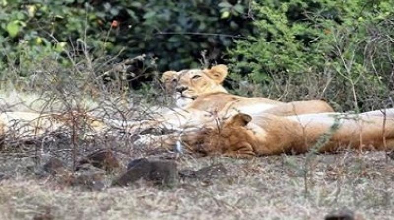 The dead body of three more lions