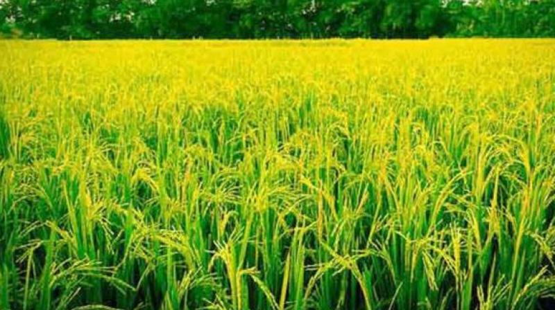 Paddy procurement in Punjab was 4598716 tonnes Paddy procurement in Punjab was 4598716 tonnes