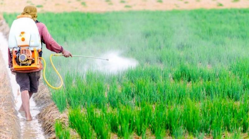 Restricted sale of Glyphosate Insecticides in Punjab