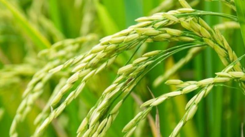  8810992 metric tonnes of Paddy purchased in the state