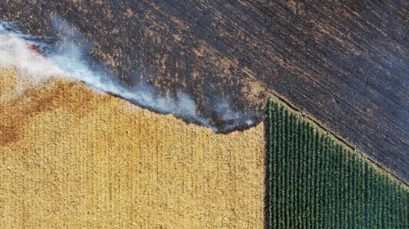 Bricks and soaps will be made from stubble Bricks and soaps will be made from stubble