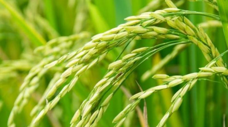 11189151 MT Paddy Procured 11189151 MT Paddy Procured