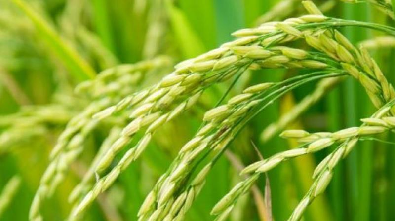 Paddy procurement of 15037085 metric tonnes in the state Paddy procurement of 15037085 metric tonnes in the state