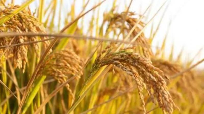 15368462 MT Paddy Procured 15368462 MT Paddy Procured