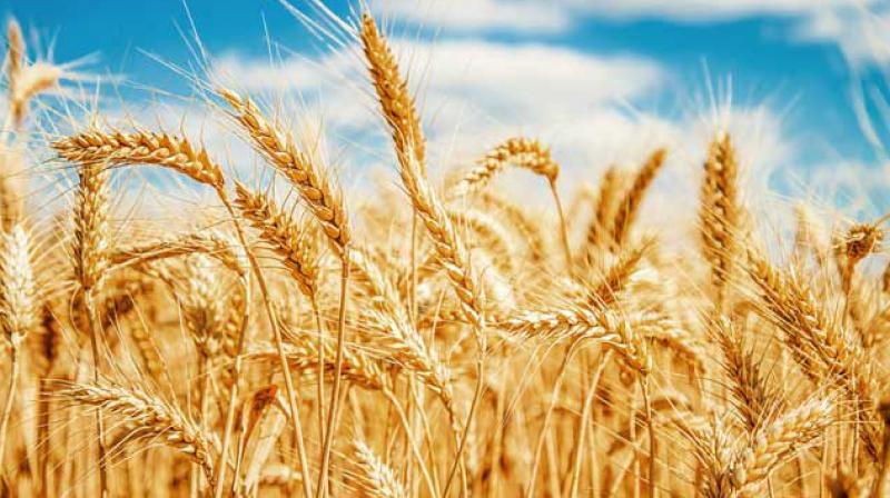 65% sowing of wheat in Punjab completed 65% sowing of wheat in Punjab completed