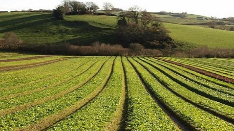 Crops Condition Crops Condition
