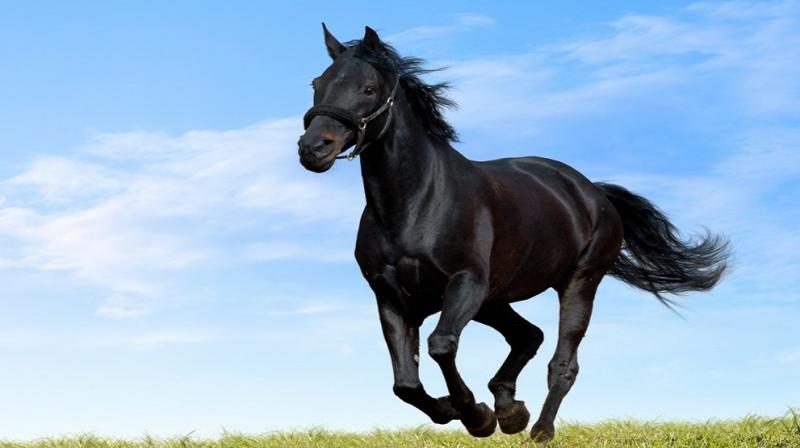 Only healthy animal will consider eligible... Only healthy animal will consider eligible...