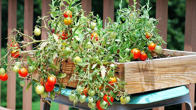 How to Grow Vegetables on the Roof