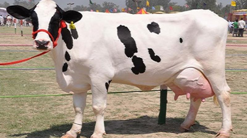 Cow of Harpreet Singh wins by producing 68.14 kg milk Cow of Harpreet Singh wins by producing 68.14 kg milk