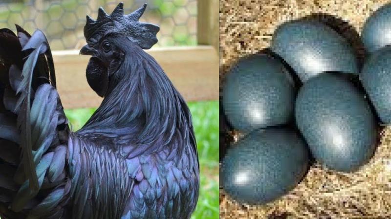 Kadaknath Hen Kadaknath Hen