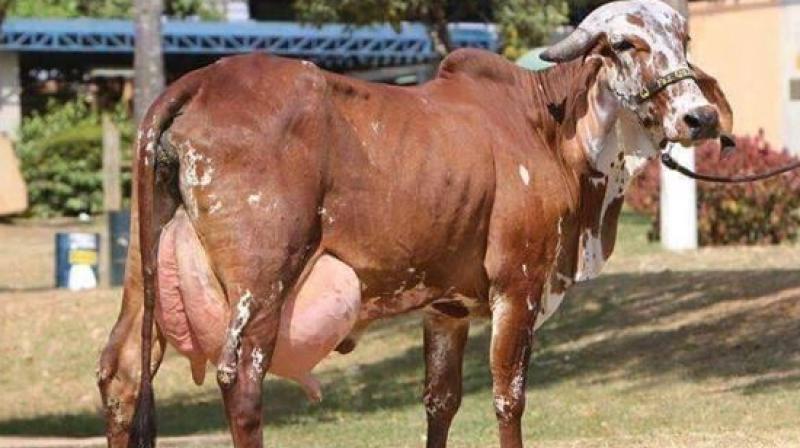 Gir Cow Gir Cow