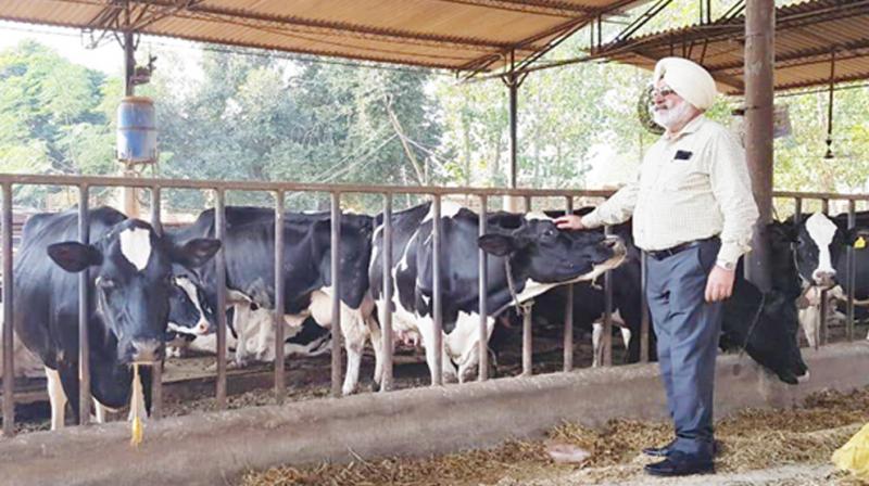 Harinder Kang Farm's Owner 