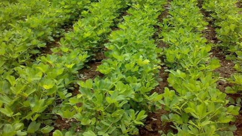 Sweet Tulsi Sweet Tulsi