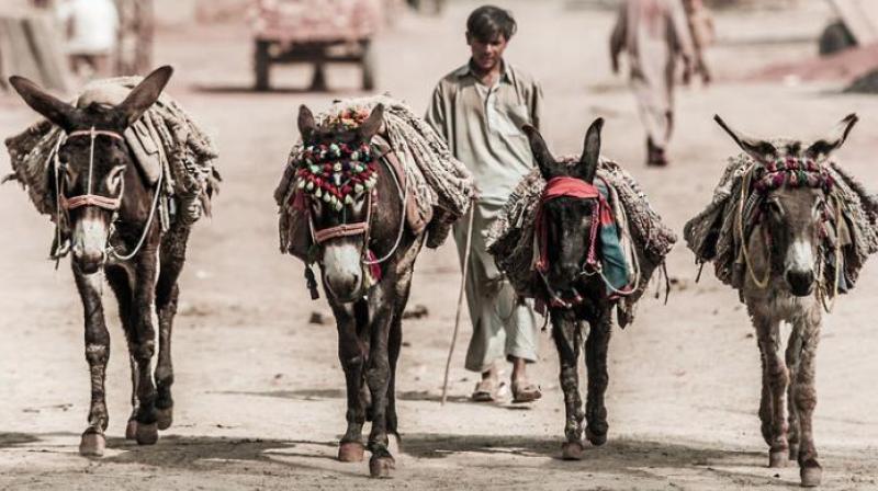 Pakistan Donkey Pakistan Donkey
