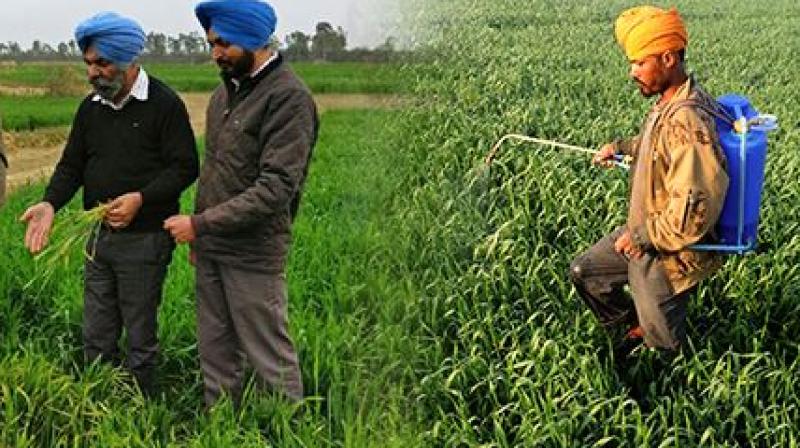 Wheat and Kissan Wheat and Kissan