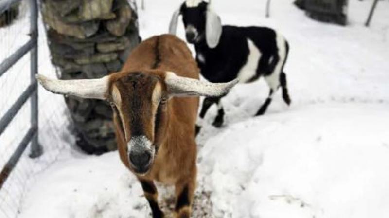 Goat is elected mayor of town in Vermont