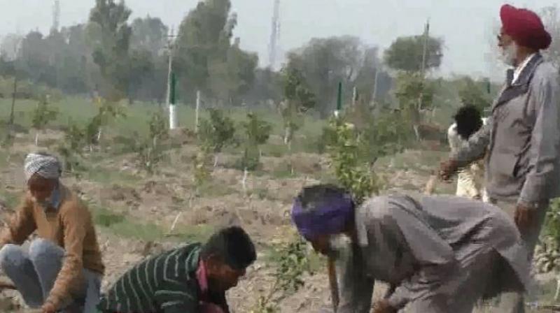 Farmer Gurtej Singh 