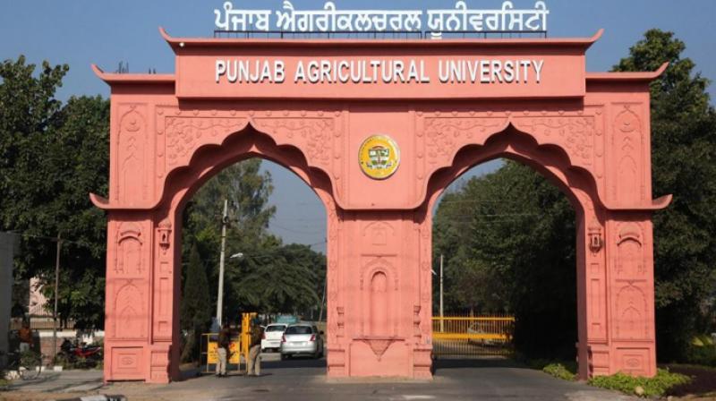 PAU Ludhiana PAU Ludhiana