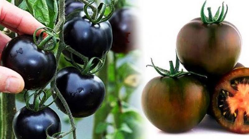 Indigo Rose Tomato Indigo Rose Tomato