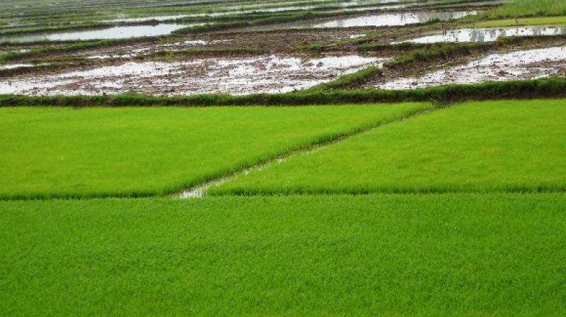 paddy paddy
