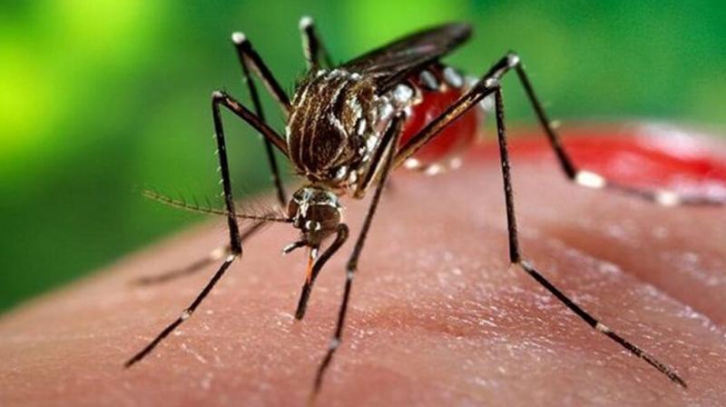 Mosquitoes Mosquitoes