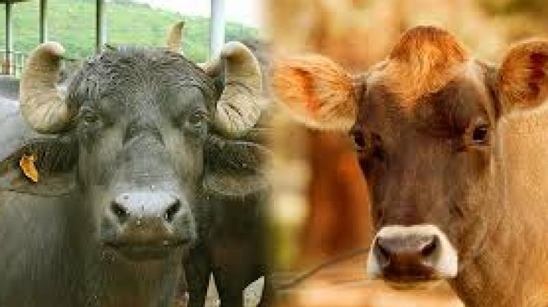 Buffalo and Cow Milk 