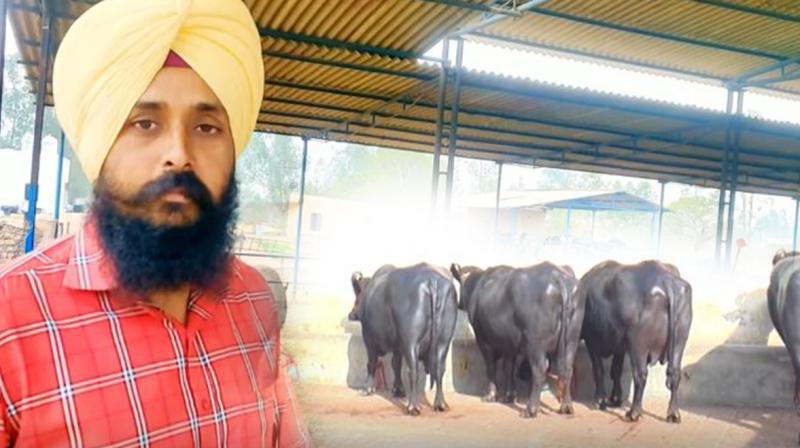 Channi Dairy Farm Channi Dairy Farm