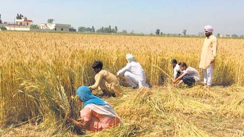 Wheat Cutting Wheat Cutting