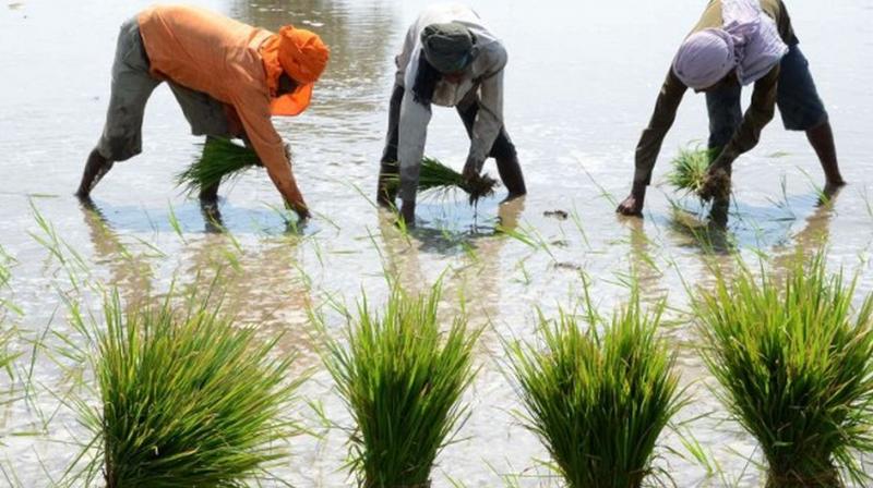 Sowing Paddy Sowing Paddy