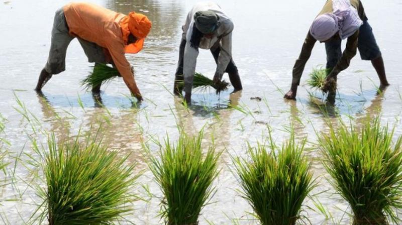 Sowing Paddy